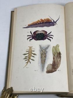 Myrtle Johnson / SEASHORE ANIMALS OF THE PACIFIC COAST SIGNED 1st Edition 1927
