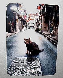 New SIGNED Daido Moriyama Color Limited ED 200 Original Print Infinity Award Cat